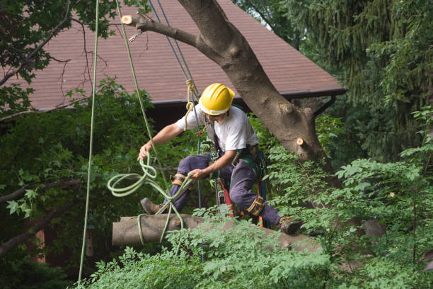 Dent, OH Tree Removal Services Company