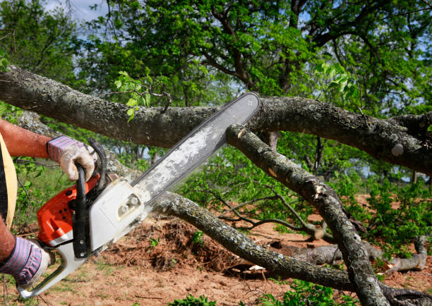 How Our Tree Care Process Works  in  Dent, OH